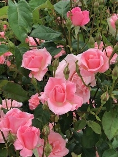 f:id:mwenge:20190526115746j:plain