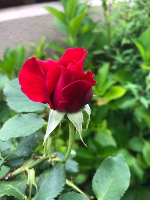 f:id:mwenge:20190605094613j:plain
