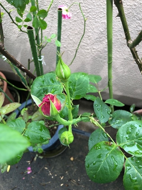 f:id:mwenge:20190605094622j:plain f:id:mwenge:20190605094622j:plain