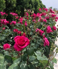 f:id:mwenge:20190608205630j:plain f:id:mwenge:20190608205630j:plain