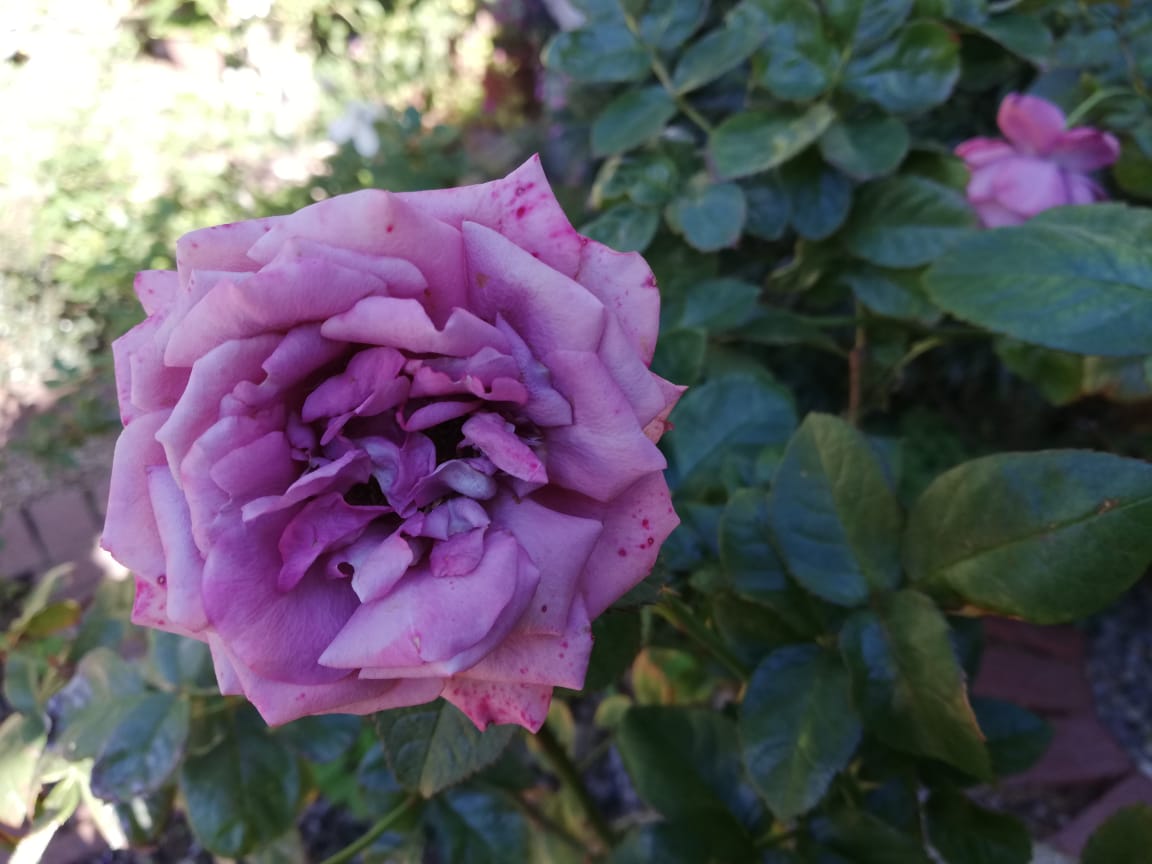 f:id:mwenge:20190608210809j:plain