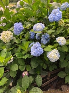 f:id:mwenge:20190616153056j:plain f:id:mwenge:20190616153056j:plain