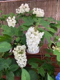 f:id:mwenge:20190622092551j:plain f:id:mwenge:20190622092551j:plain