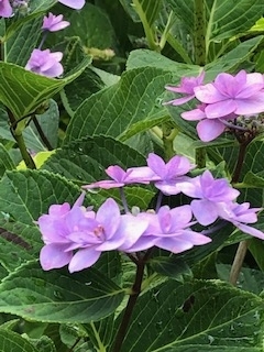 f:id:mwenge:20190622093431j:plain