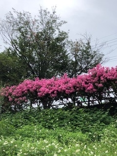 f:id:mwenge:20190713085401j:plain f:id:mwenge:20190713085401j:plain