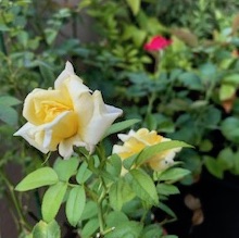 f:id:mwenge:20190821155225j:plain f:id:mwenge:20190821155225j:plain