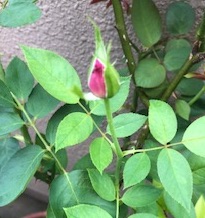 f:id:mwenge:20190821155242j:plain f:id:mwenge:20190821155242j:plain