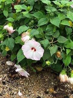 f:id:mwenge:20190829092320j:plain