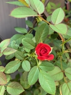 f:id:mwenge:20190909114529j:plain
