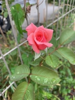 f:id:mwenge:20190913101251j:plain
