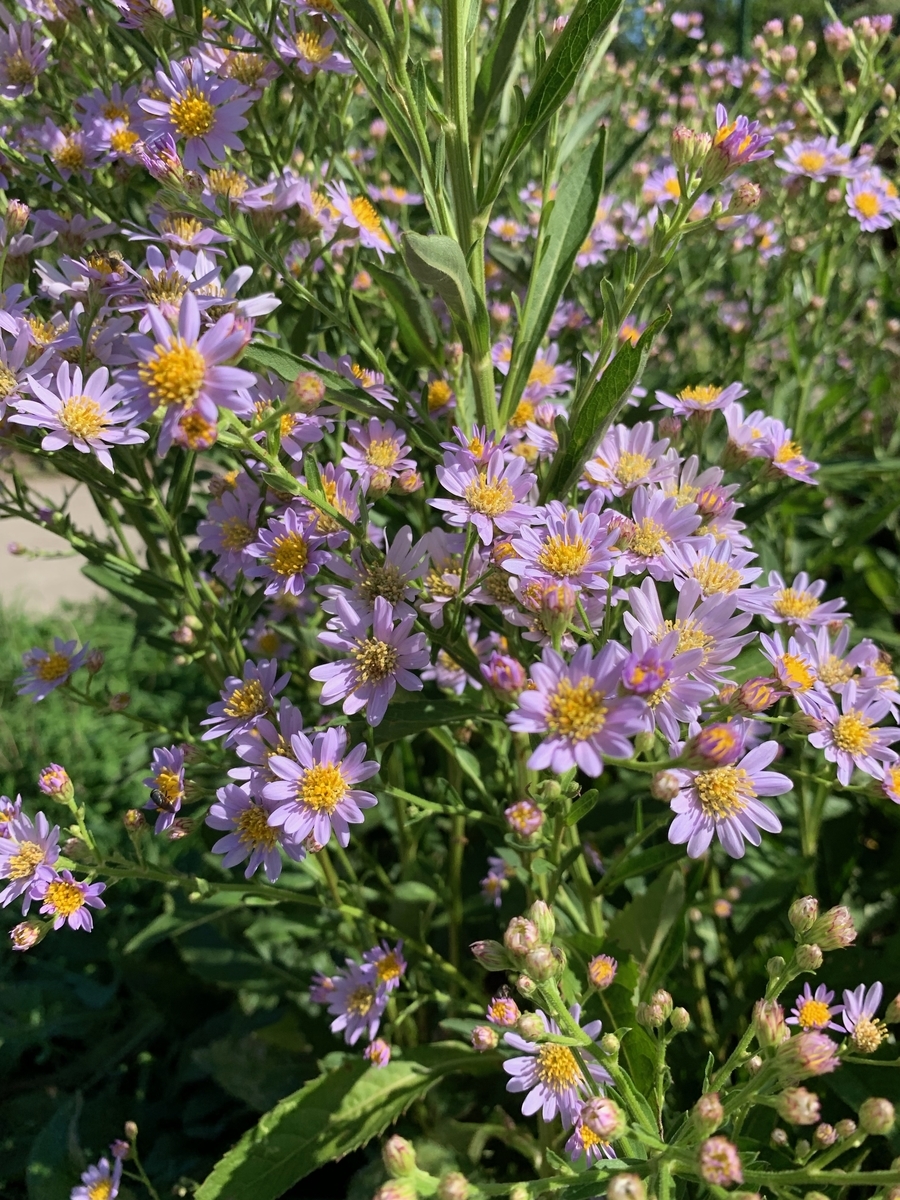 f:id:mwenge:20190915094054j:plain f:id:mwenge:20190915094054j:plain
