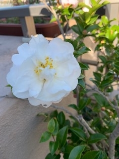 f:id:mwenge:20191028095601j:plain