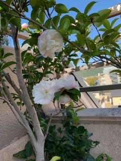f:id:mwenge:20191028095608j:plain