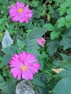 f:id:mwenge:20191102141451j:plain f:id:mwenge:20191102141451j:plain
