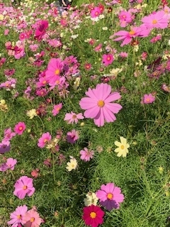 f:id:mwenge:20191102142825j:plain f:id:mwenge:20191102142825j:plain