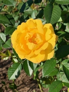 f:id:mwenge:20191102143016j:plain f:id:mwenge:20191102143016j:plain