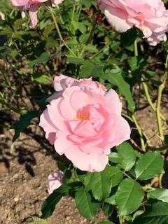 f:id:mwenge:20191102143125j:plain f:id:mwenge:20191102143125j:plain