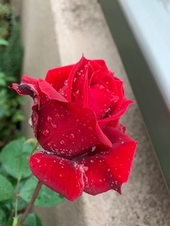 f:id:mwenge:20191127084959j:plain f:id:mwenge:20191127084959j:plain