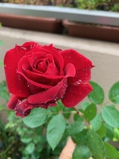 f:id:mwenge:20191127085030j:plain f:id:mwenge:20191127085030j:plain