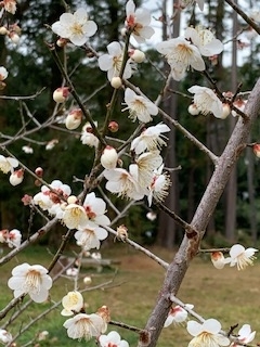 f:id:mwenge:20200201095313j:plain f:id:mwenge:20200201095313j:plain