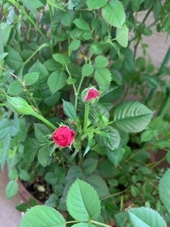 f:id:mwenge:20200514113549j:plain f:id:mwenge:20200514113549j:plain