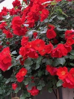 f:id:mwenge:20200519103221j:plain f:id:mwenge:20200519103221j:plain