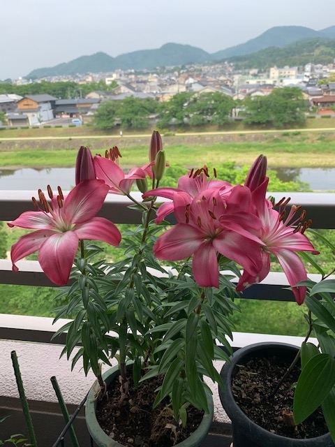 f:id:mwenge:20200604081147j:plain f:id:mwenge:20200604081147j:plain