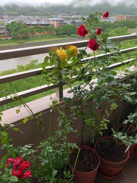 f:id:mwenge:20200613124920j:plain