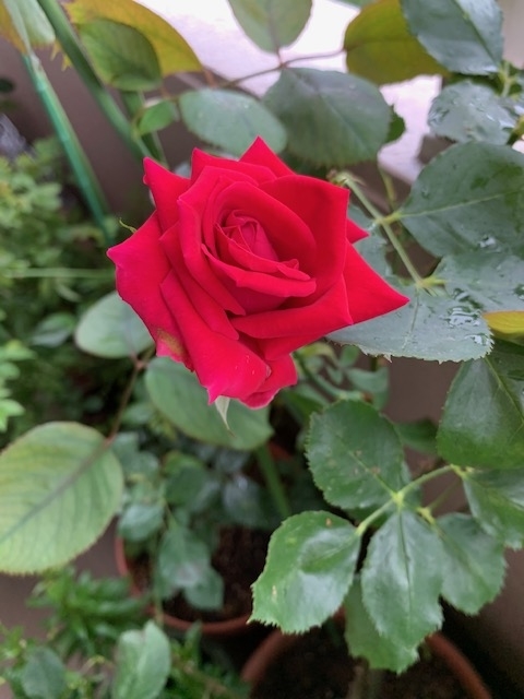 f:id:mwenge:20200706092144j:plain f:id:mwenge:20200706092144j:plain