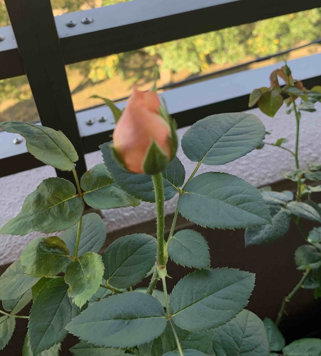 f:id:mwenge:20201014155926j:plain f:id:mwenge:20201014155926j:plain