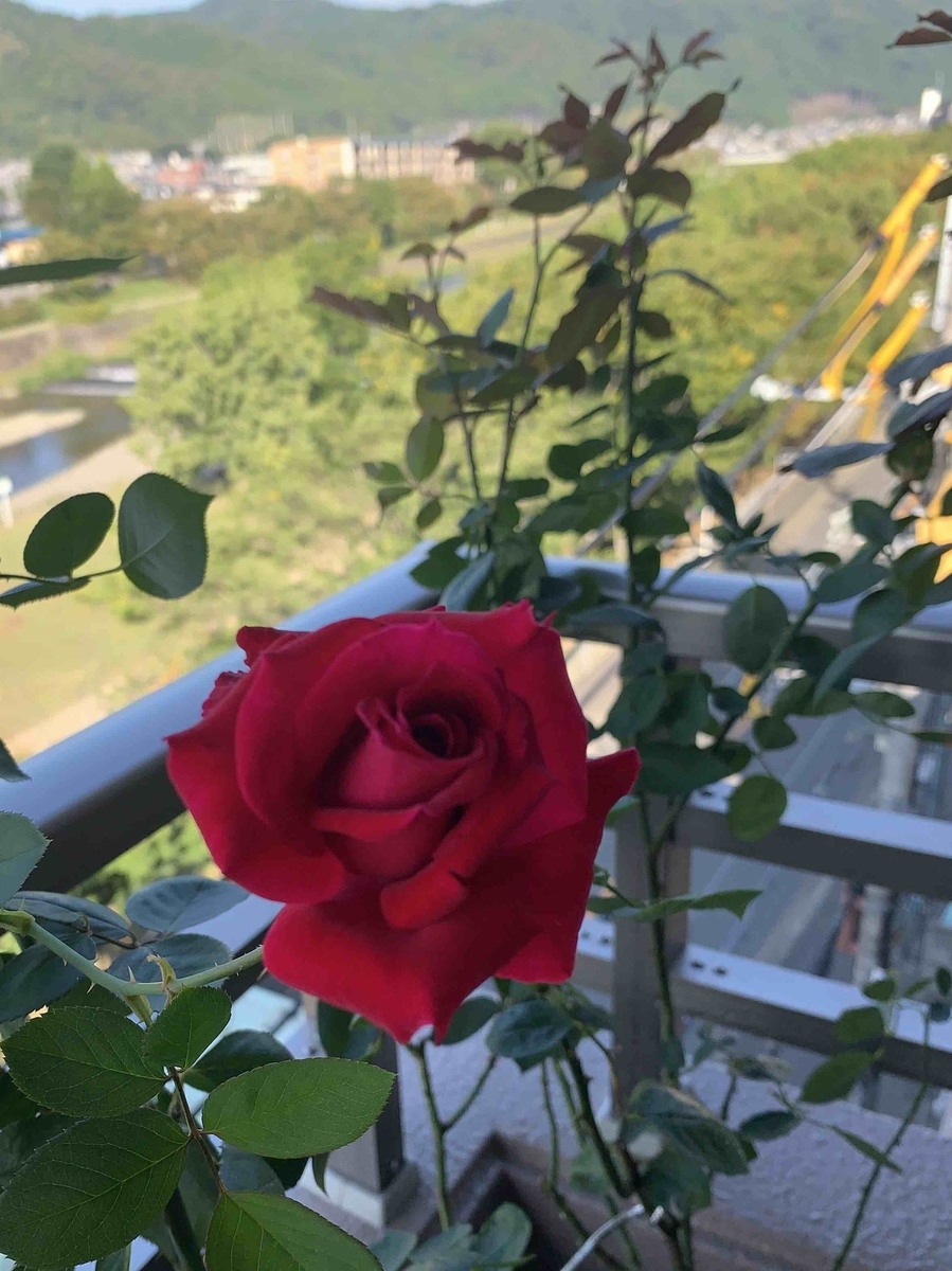 f:id:mwenge:20201014155932j:plain