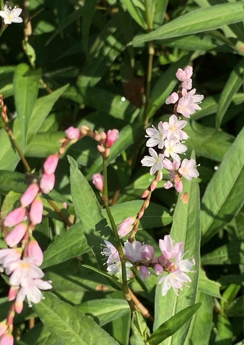 f:id:mwenge:20201014160650j:plain