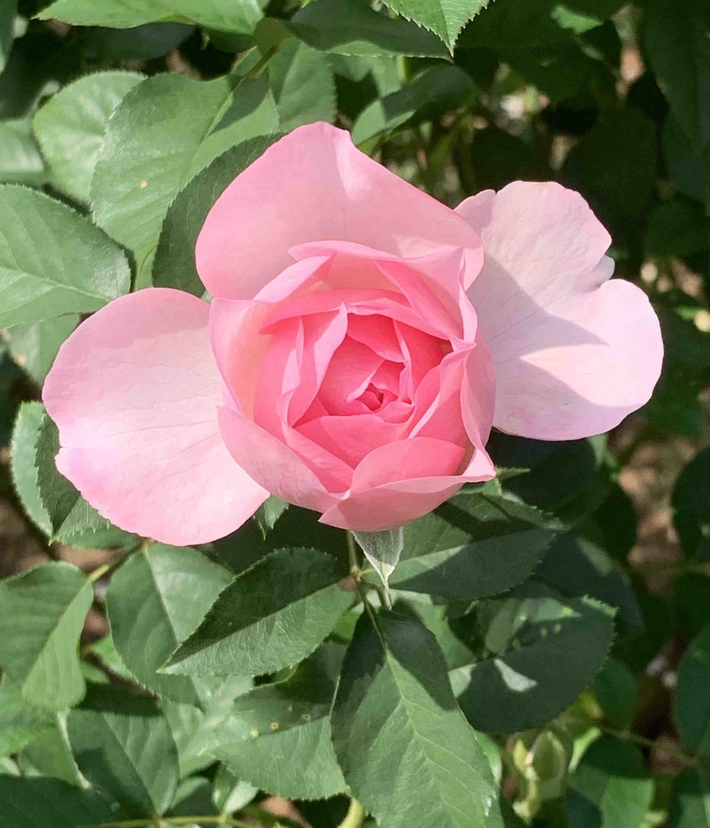 f:id:mwenge:20201014160654j:plain f:id:mwenge:20201014160654j:plain