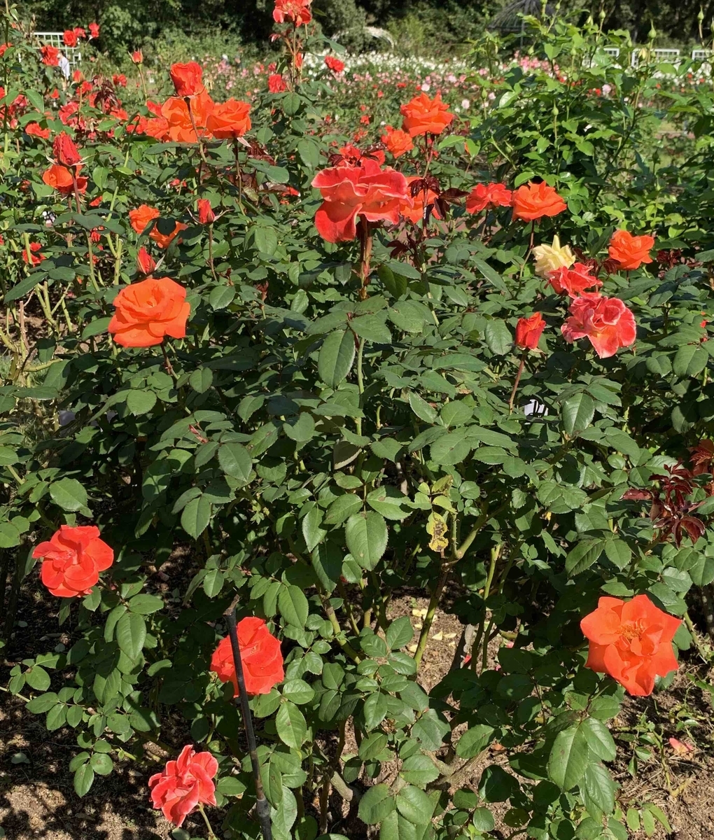 f:id:mwenge:20201021165521j:plain