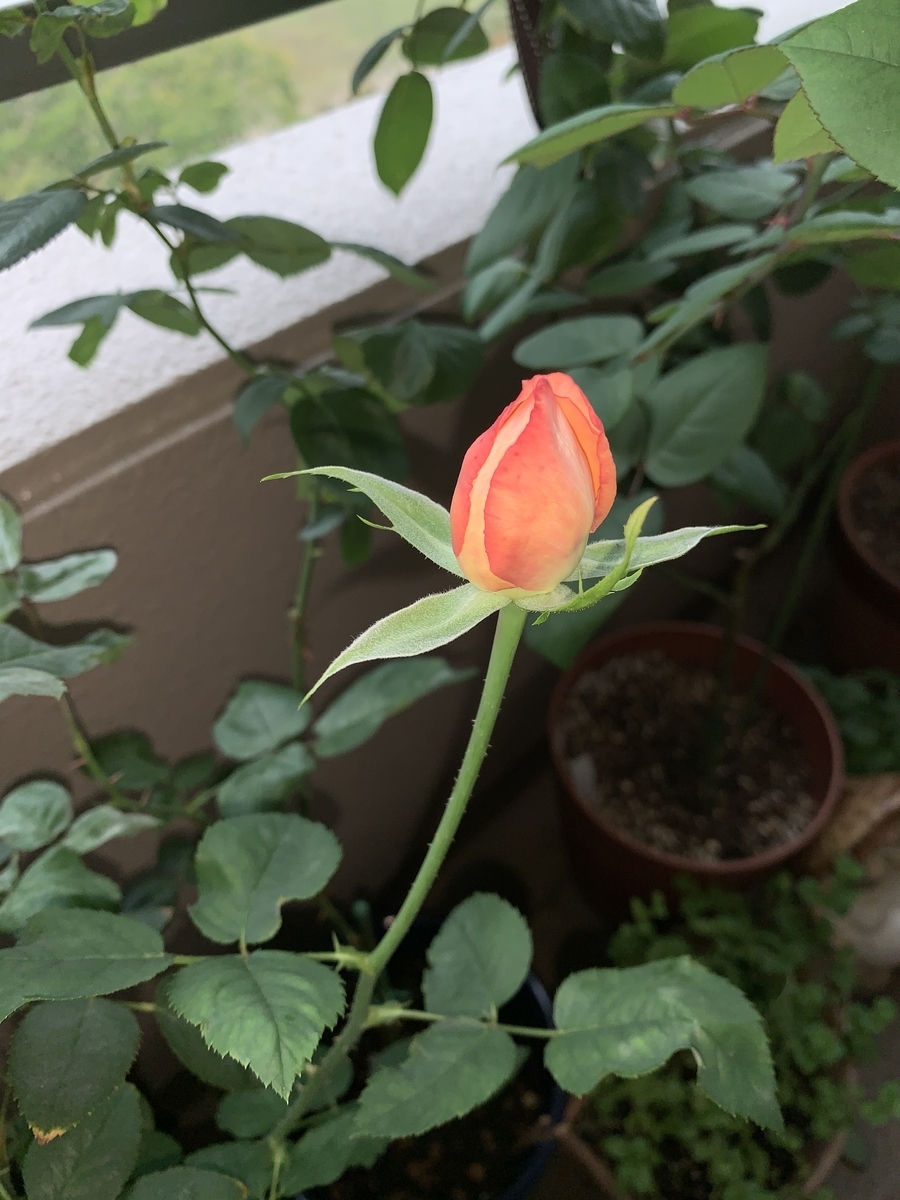 f:id:mwenge:20201022075057j:plain f:id:mwenge:20201022075057j:plain