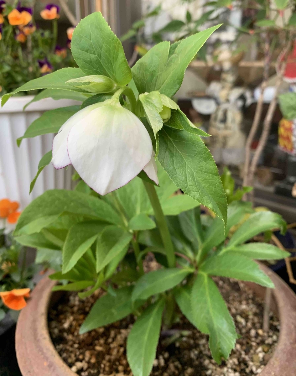 f:id:mwenge:20210320215115j:plain