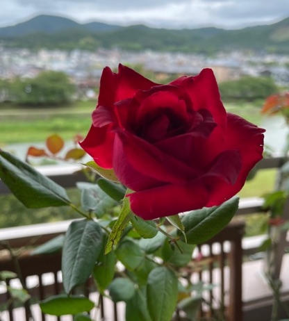 f:id:mwenge:20210817201132j:plain