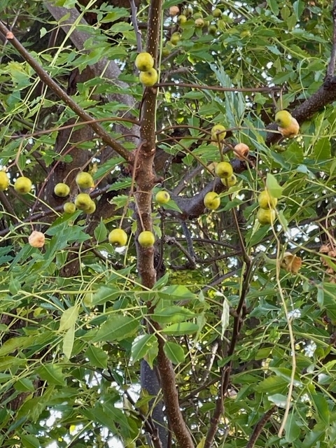 f:id:mwenge:20211120101305j:plain