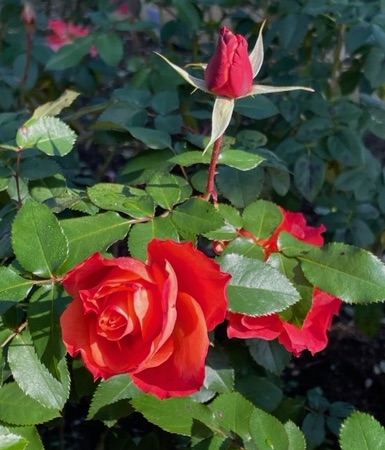 f:id:mwenge:20211209171108j:plain
