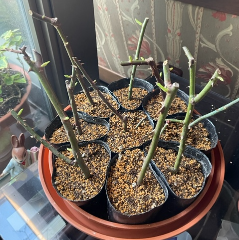 f:id:mwenge:20220113134547p:plain