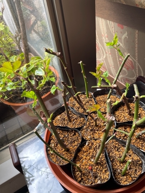 f:id:mwenge:20220125123734j:plain