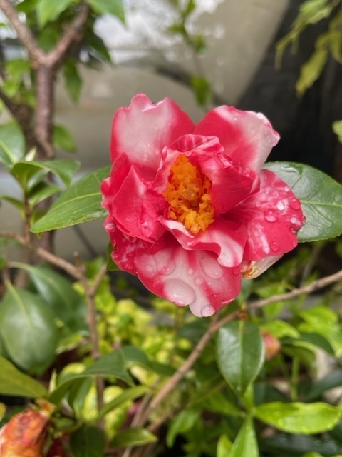 f:id:mwenge:20220413101229j:plain