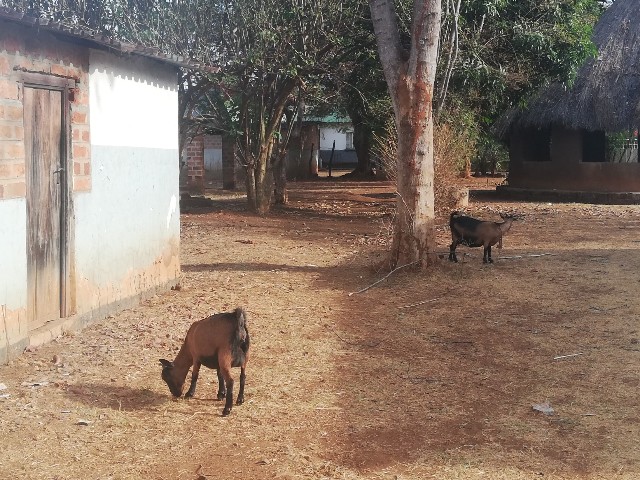 f:id:mwenya369:20191019220142j:image f:id:mwenya369:20191019220142j:image