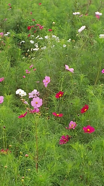 f:id:mwm29567:20201009211409j:image f:id:mwm29567:20201009211409j:image