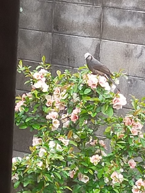 f:id:mwm29567:20210408193044j:image f:id:mwm29567:20210408193044j:image