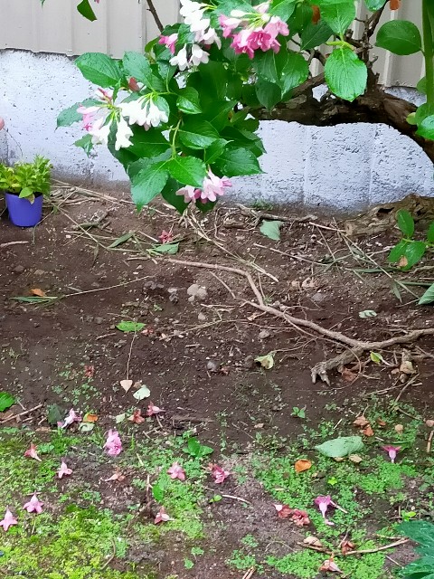 f:id:mwm29567:20210518191422j:image f:id:mwm29567:20210518191422j:image