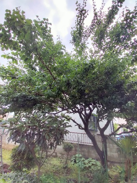 f:id:mwm29567:20210605160545j:image f:id:mwm29567:20210605160545j:image