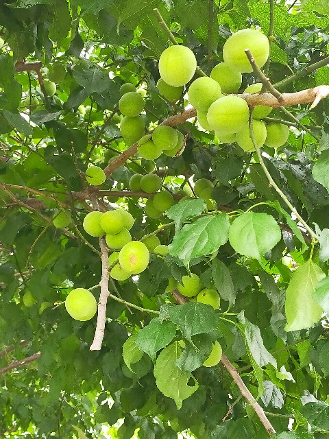 f:id:mwm29567:20210605161257j:image f:id:mwm29567:20210605161257j:image