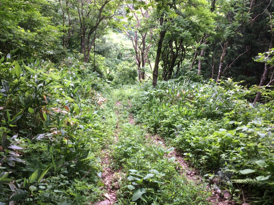 f:id:mx_sm:20170628212920j:plain f:id:mx_sm:20170628212920j:plain