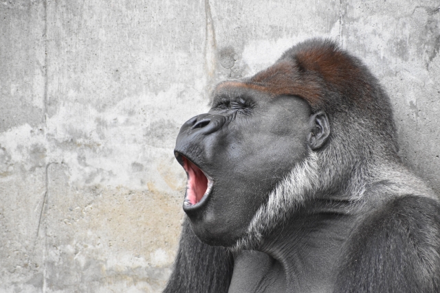 f:id:mxaxu:20200420233023j:plain